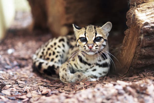 OneTopicAtATime's tweet photo. stop EVERYTHING and look at the Margay 😭😭 https://t.co/kNHWn1PedO