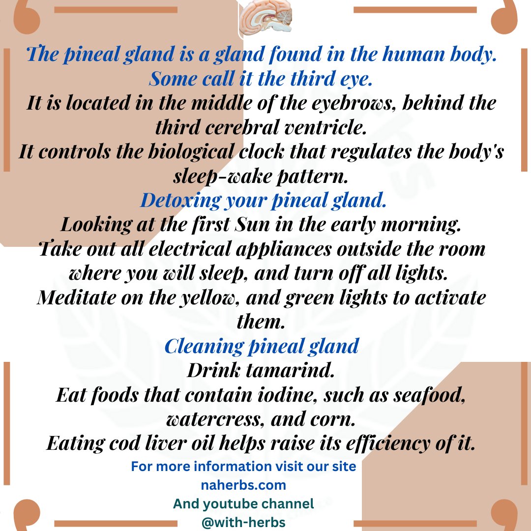with_naherbs's tweet image. Pineal gland | What is the pineal gland
#pinealglandsecretes #pineal_gland_secretes #pinealglandactivation #pineal_gland_activation #pinealdecalcification #pineal_decalcification #pinealglandsupport
#pineal_gland_support #cleaningpinealgland #cleaning_pineal_gland