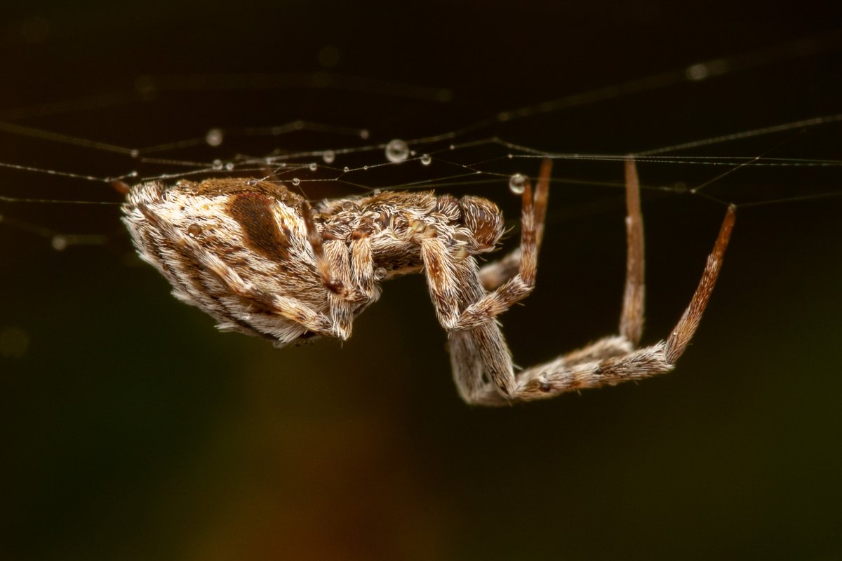 Chizz_79's tweet photo. Uloborus walckenaerius, a very unique and smart looking spider.

@BritishSpiders @BBCSpringwatch @BBCEarth #spider #Arachnid #uloboruswalckenaerius #uloborus https://t.co/huk9oH6Srq