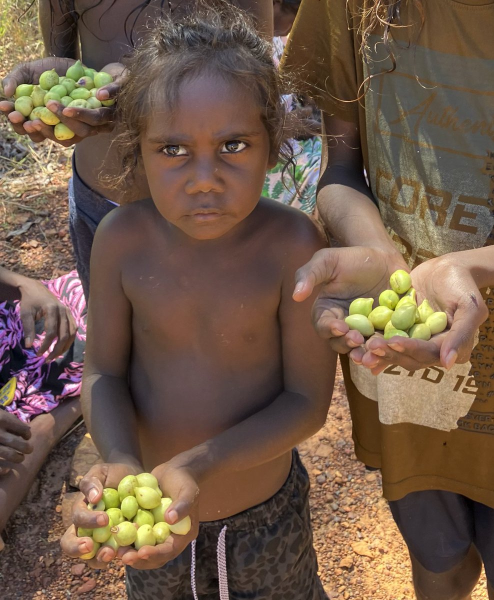 ThamarrurrDC's tweet photo. The annual Mi Marrarl (Kakadu plum) season has kicked off again in Wadeye !
https://t.co/3lhpIYVCa5
#ThamarrurrDC #economicdevelopment #bushfood #sustainability https://t.co/NF1psexDhI
