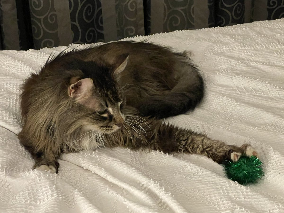Squirrellycat's tweet photo. Got it!!
#cats #cattoy #CatsOfTwitter #winning https://t.co/Hc5ULc1ztq
