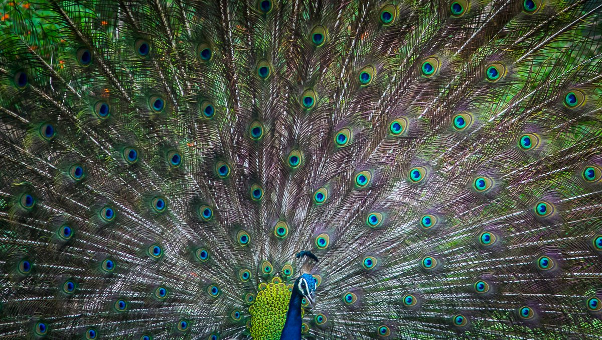 LightRaysPhoto1's tweet photo. For #wednsedaywisdom 

"Be with nature always, and pay attention to it."😍🥰🤗

#twitter #animal #ThePhotoHour #karnataka #kabini #india #wildlife
@ThePhotoHour
@ErikSolheim
@KatanaHugo
@ParveenKaswan
@NatGeo
@BBCEarth
@IndiAves
@KarnatakaWorld
@Canon_India
@Natures_Voice https://t.co/XzgJANwHH1