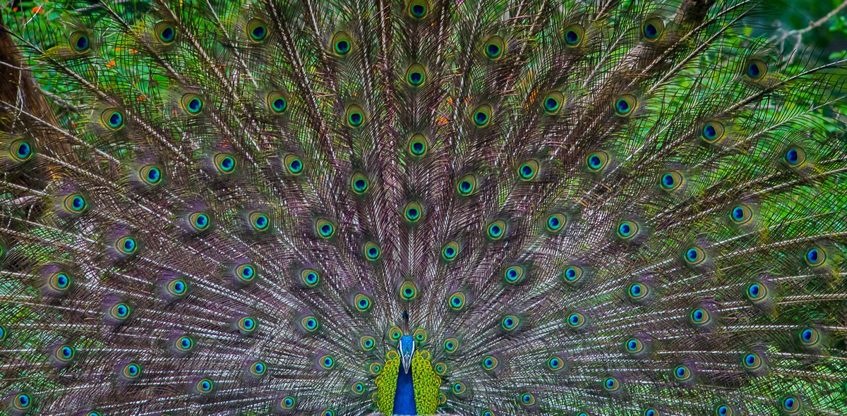 LightRaysPhoto1's tweet photo. For #wednsedaywisdom 

"Be with nature always, and pay attention to it."😍🥰🤗

#twitter #animal #ThePhotoHour #karnataka #kabini #india #wildlife
@ThePhotoHour
@ErikSolheim
@KatanaHugo
@ParveenKaswan
@NatGeo
@BBCEarth
@IndiAves
@KarnatakaWorld
@Canon_India
@Natures_Voice https://t.co/XzgJANwHH1