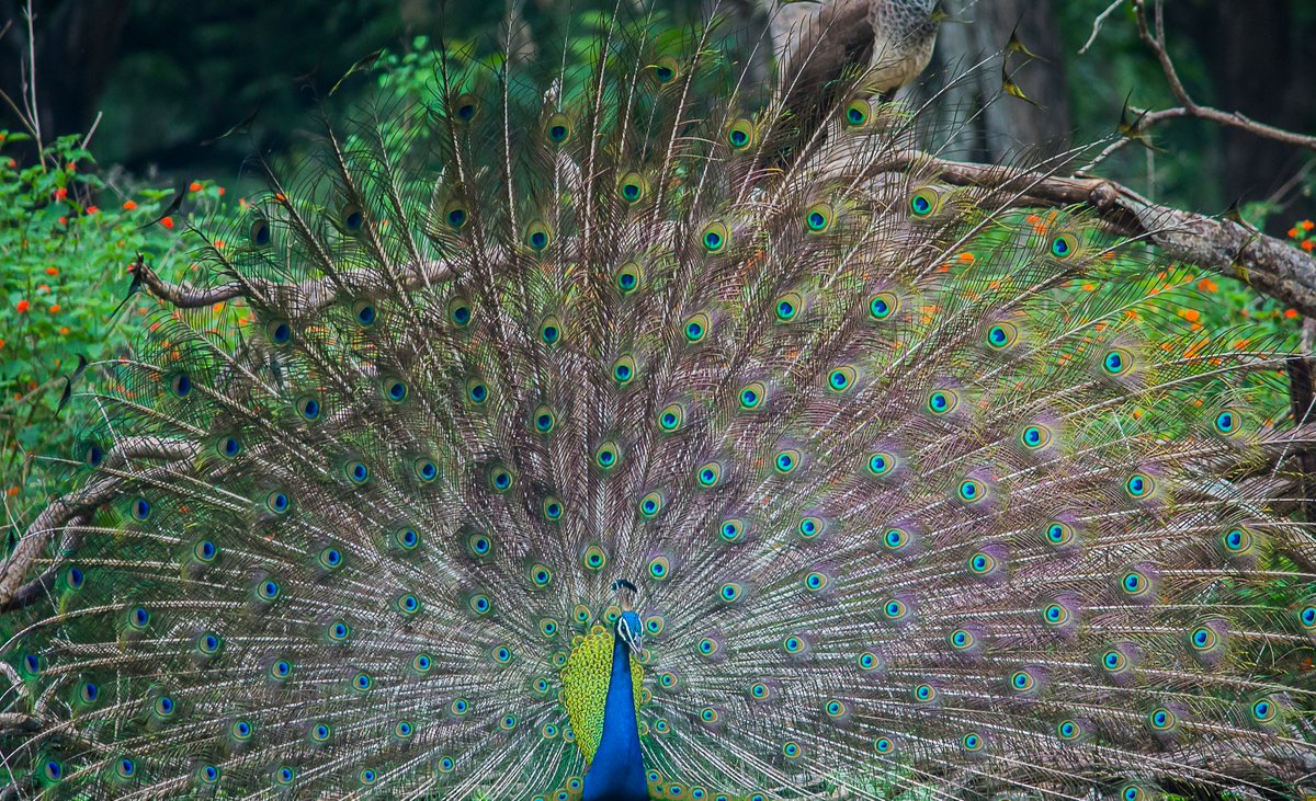 LightRaysPhoto1's tweet photo. For #wednsedaywisdom 

"Be with nature always, and pay attention to it."😍🥰🤗

#twitter #animal #ThePhotoHour #karnataka #kabini #india #wildlife
@ThePhotoHour
@ErikSolheim
@KatanaHugo
@ParveenKaswan
@NatGeo
@BBCEarth
@IndiAves
@KarnatakaWorld
@Canon_India
@Natures_Voice https://t.co/XzgJANwHH1