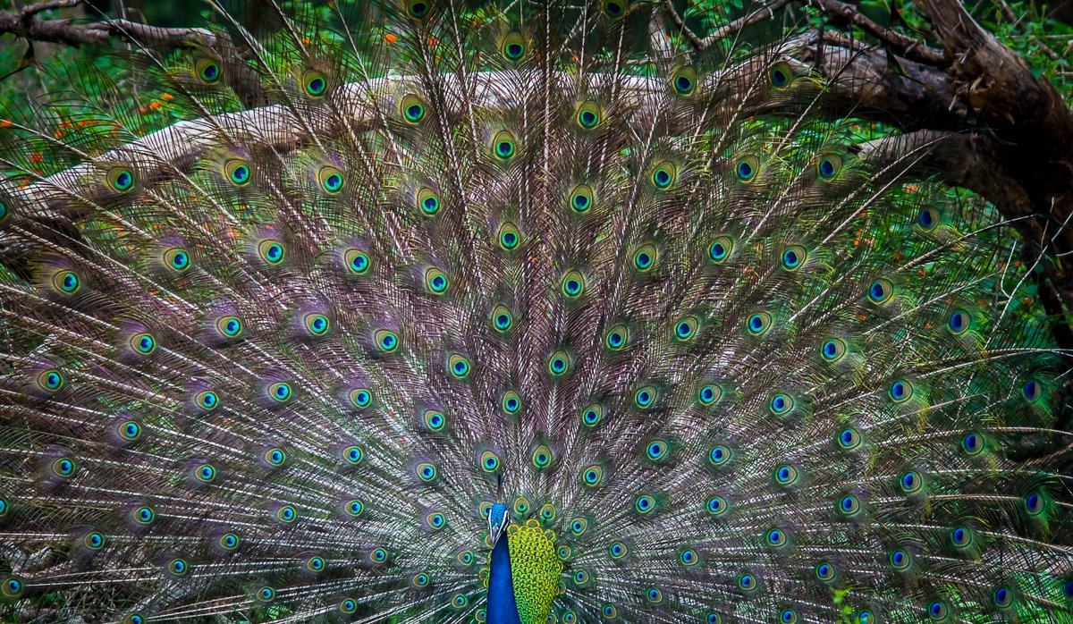 LightRaysPhoto1's tweet photo. For #wednsedaywisdom 

"Be with nature always, and pay attention to it."😍🥰🤗

#twitter #animal #ThePhotoHour #karnataka #kabini #india #wildlife
@ThePhotoHour
@ErikSolheim
@KatanaHugo
@ParveenKaswan
@NatGeo
@BBCEarth
@IndiAves
@KarnatakaWorld
@Canon_India
@Natures_Voice https://t.co/XzgJANwHH1