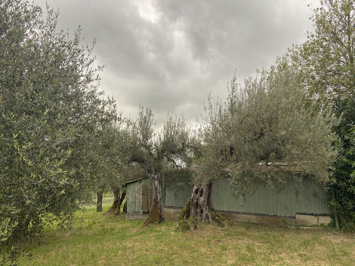 Orto Italiano Umbria. Loving my stay in Italy. #ortoitaliano #umbria #