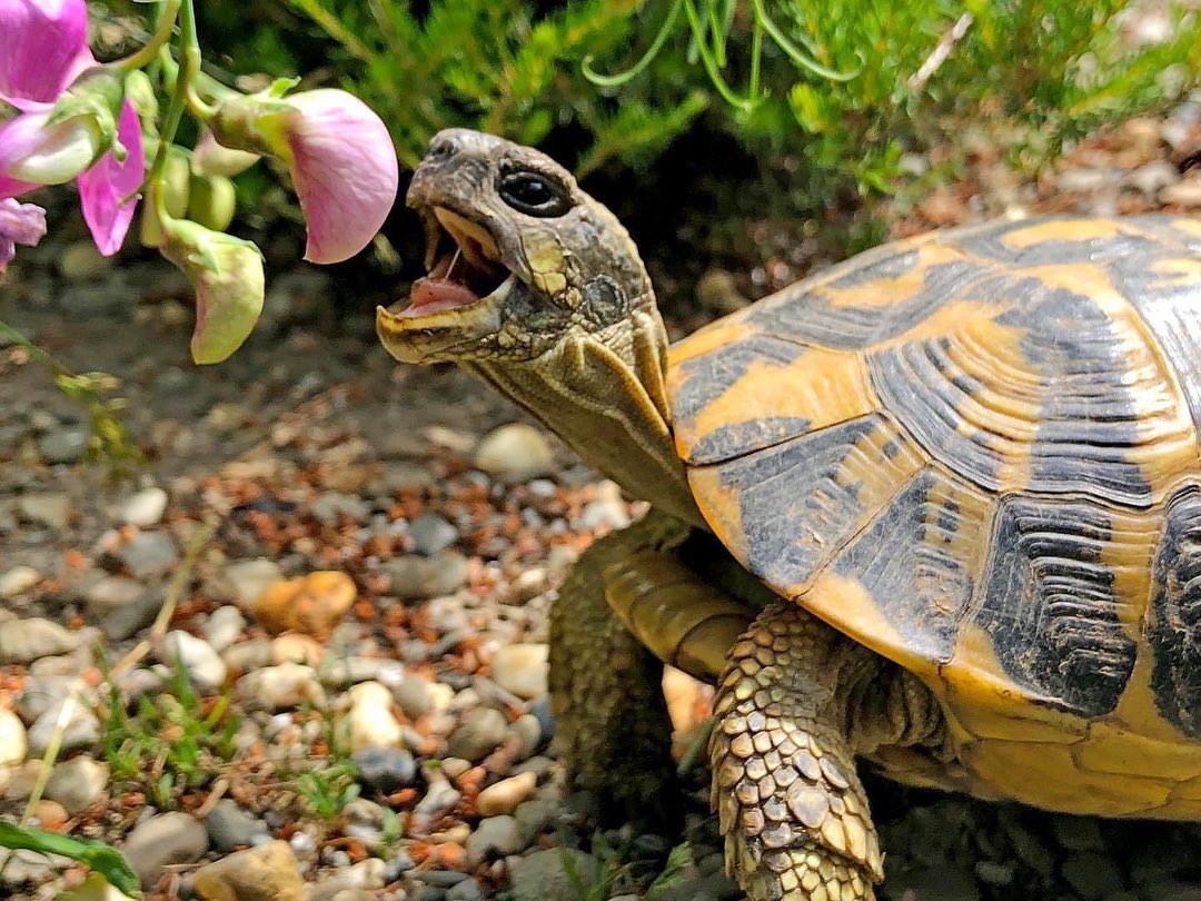seaturtle241's tweet photo. https://t.co/ePUC2iHojQ