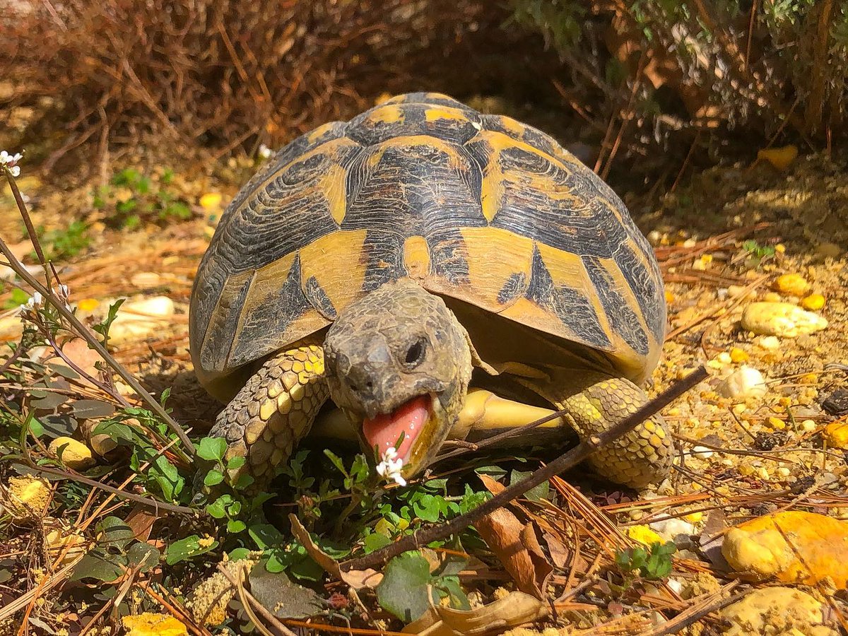 seaturtle241's tweet photo. https://t.co/QKx9m3cKpk