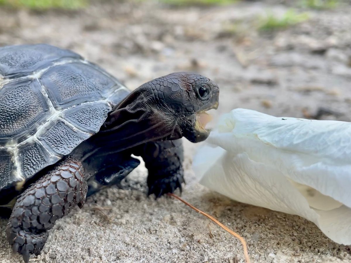 seaturtle241's tweet photo. https://t.co/2Q418iB0Xt