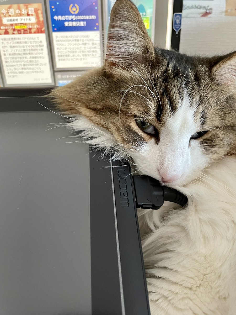 説明しよう！　猫がこの場所でくつろぐと、ケーブルの接触不良が起こり、液タブの画面が、落ちるのである！！！ https://t.co/WwzI47q9U5