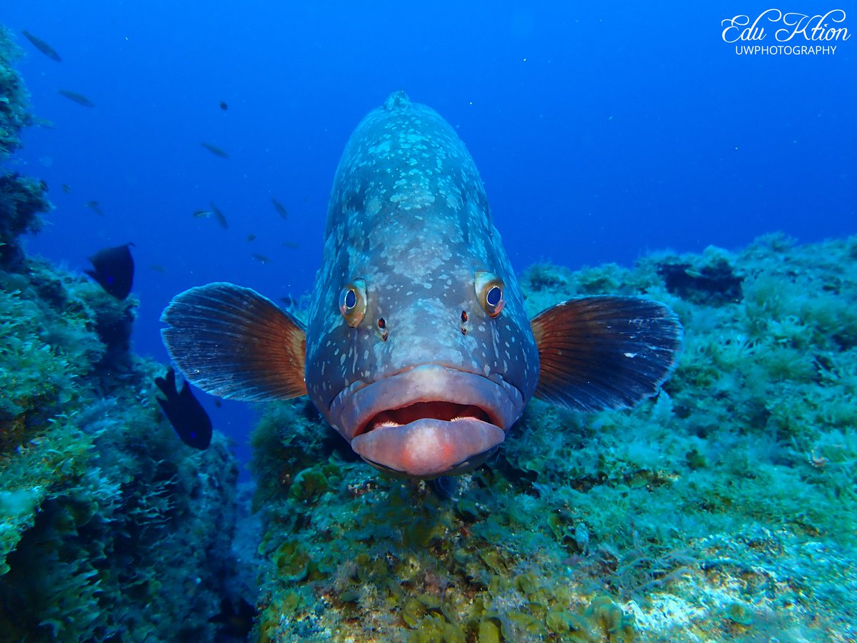 KtionEdu's tweet photo. Nuestro amigo del bajon! 👋👋👋👋
Our friend from El Bajon! 👋👋👋👋
#explore #padi #scuba #scubadiving #snorkeling #ocean #sea #mediterrano #sealife #lifestyle #nature #discovery #nationalgeographic #amazing #fun #photography #underwater #uwphotography #fecdas #buceo_canarias https://t.co/aLW0OEr6II