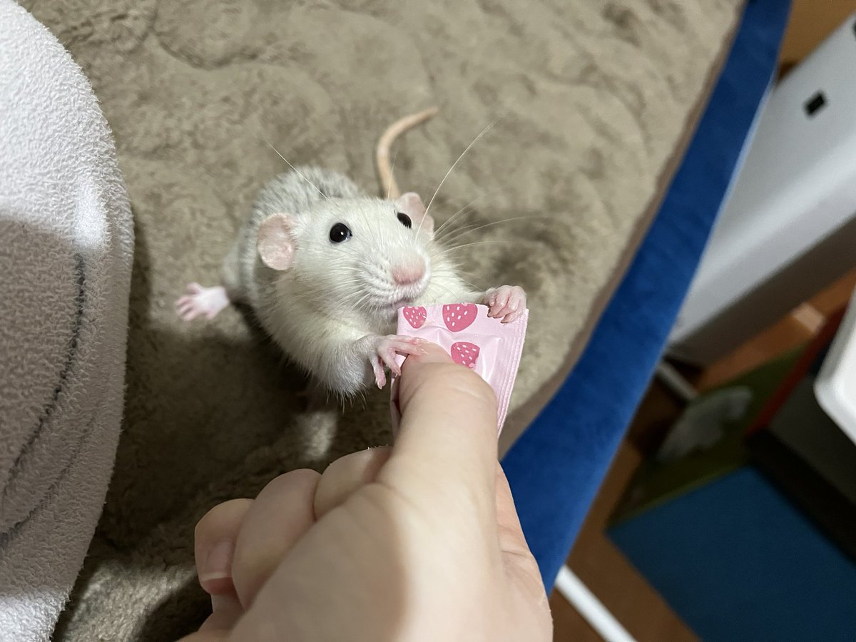 ru12na28's tweet photo. @yashi09 かわいいかわいいラットです🐭 https://t.co/CuNACCcClo