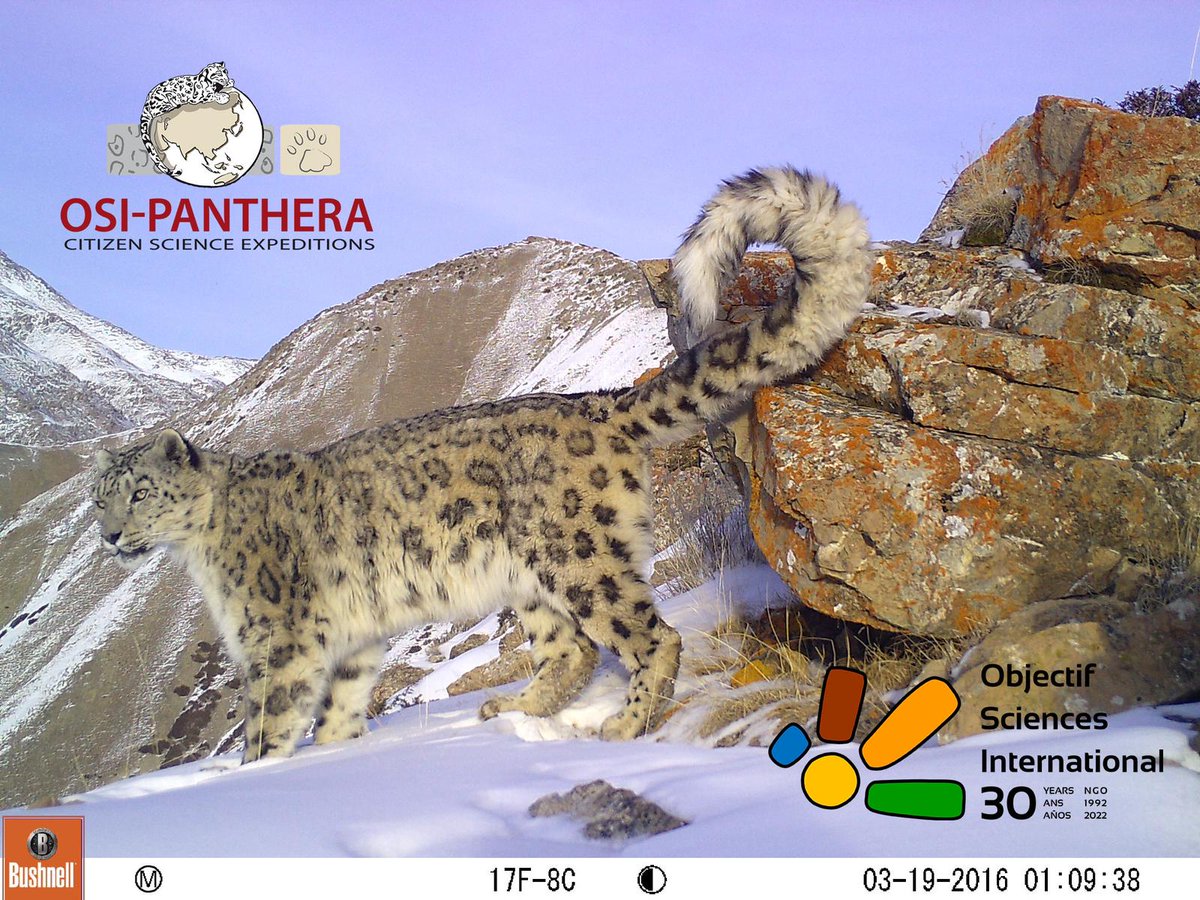 SnowLeopardNet's tweet image. 🐾OSI-Panthera is a citizen #researchprogram that focuses on collecting, analyzing, and valuing data to study #snowleopards &amp;amp; other species in their ecosystem. They&apos;re a program of the #NGO @OSI_team. They work collaboratively w/partner organizations &amp;amp; support local communities🌍