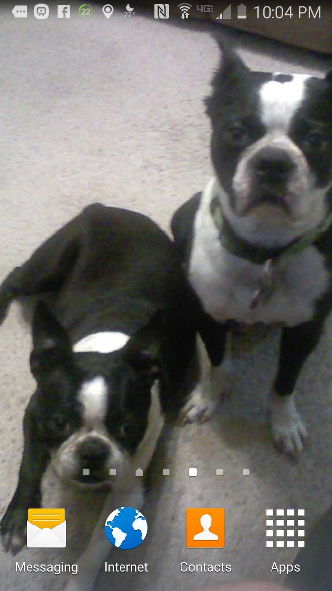 schultze_scott's tweet photo. @CompuPappy 
Did I read right? 8 Boston Terriers? I am an incredibly jealous man right now lol. I’ve had Bostons in my life for the past 18 years! Not a better breed💙 Katie and Konrad, both 8 years over the rainbow bridge and Kassie my current head of household♥️♥️ https://t.co/vTAcwBi4za