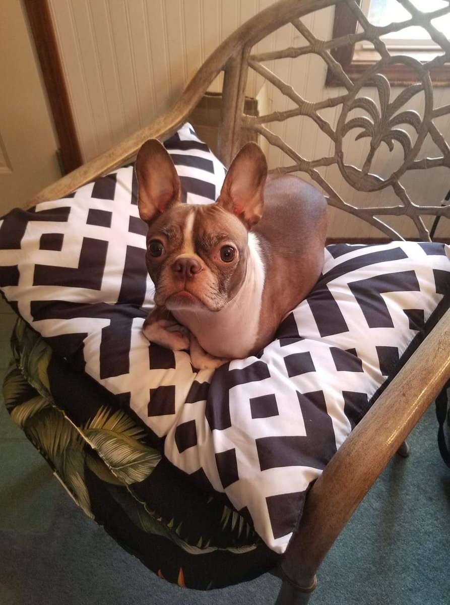 schultze_scott's tweet photo. @CompuPappy 
Did I read right? 8 Boston Terriers? I am an incredibly jealous man right now lol. I’ve had Bostons in my life for the past 18 years! Not a better breed💙 Katie and Konrad, both 8 years over the rainbow bridge and Kassie my current head of household♥️♥️ https://t.co/vTAcwBi4za