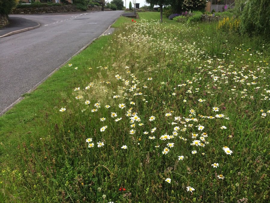 Letting a patch of grass grow long is an easy way to boost biodiversity. Wildflowers like daisies, clover and dandelions are fantastic for pollinators, and appear quickly if you don't mow. And long grass is a good habitat for nesting bumblebees.
bit.ly/3oSj8Fd
#NoMowMay