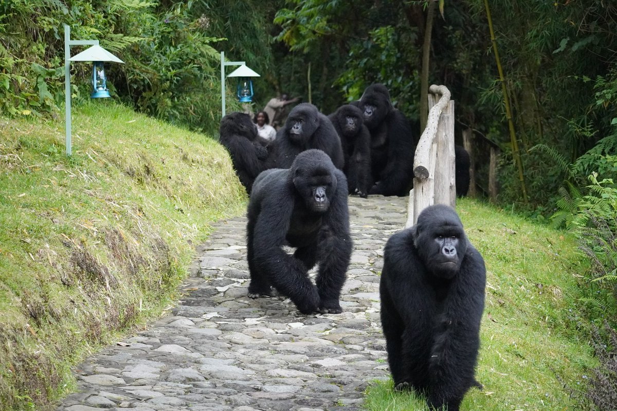 WildfriendsUG's tweet image. It's a full house visit🦍

Imagine you’ve just stepped out of your room for a spot of lunch &amp;amp; something huge steps out right onto the path ahead of you. It’s a massive #mountaingorilla, standing 5 feet away. &amp;amp; he's followed by his whole family!

#gorillatracking #gorillatrekking