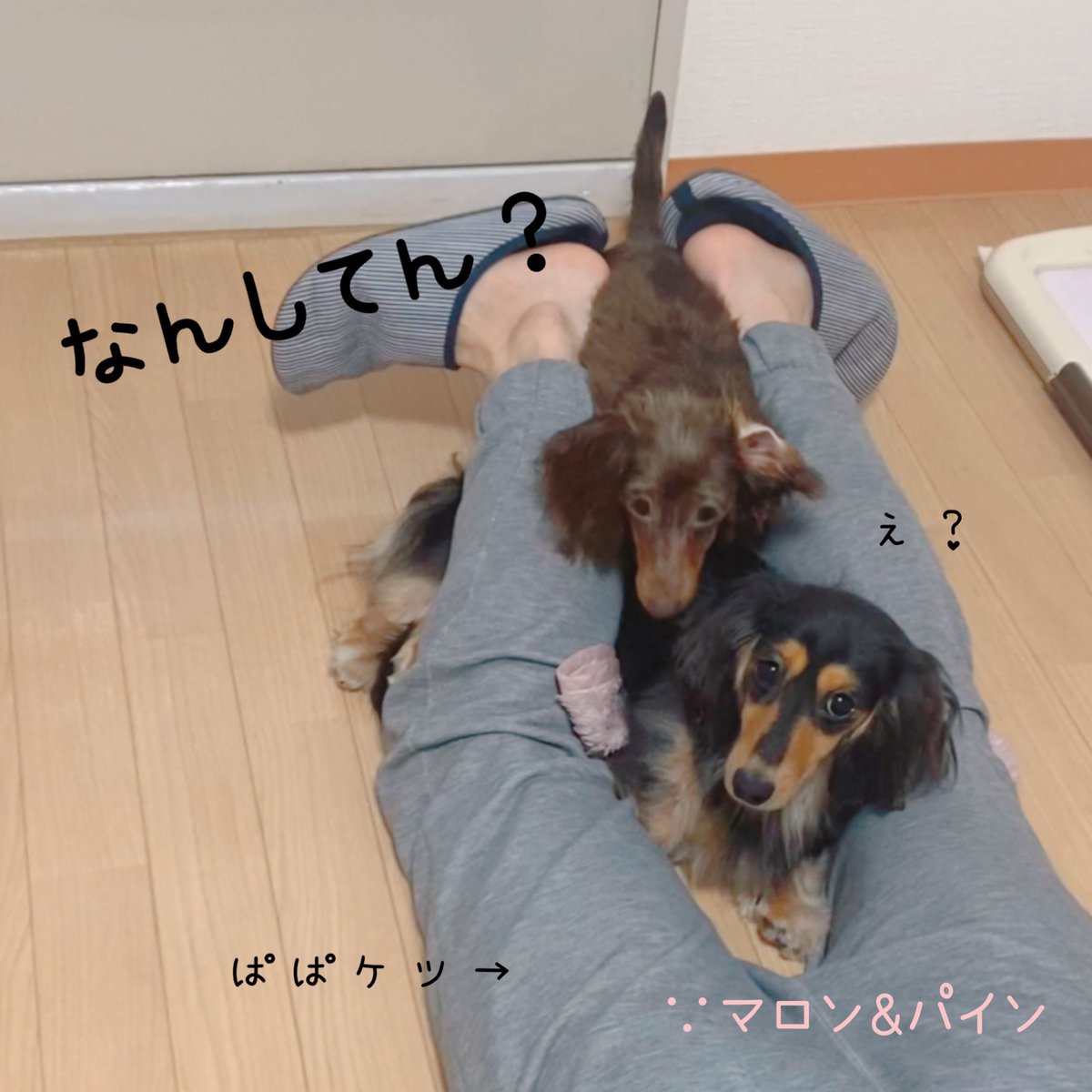 ymn_maron's tweet photo. GW5連休初日はおうちでダラダラ🐶
今日は掃除に勤しむ予定なのに・・・

#ミニチュアダックスフンド
#カニンヘンダックスフンド
#GWはフォロワーが増えるらしい 
#犬のいる暮らし 
#犬好きな人と繋がりたい 
#友達募集中 
#フォローよろしくお願いします https://t.co/jgyrERNv7W