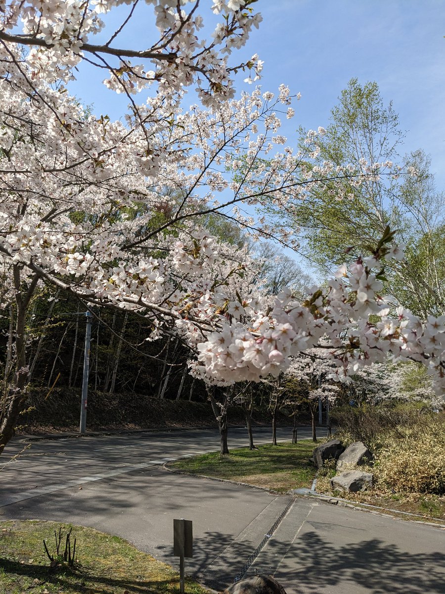 azuli_chiva's tweet photo. まだ咲いてた。石山緑地 https://t.co/E52EiYhLws