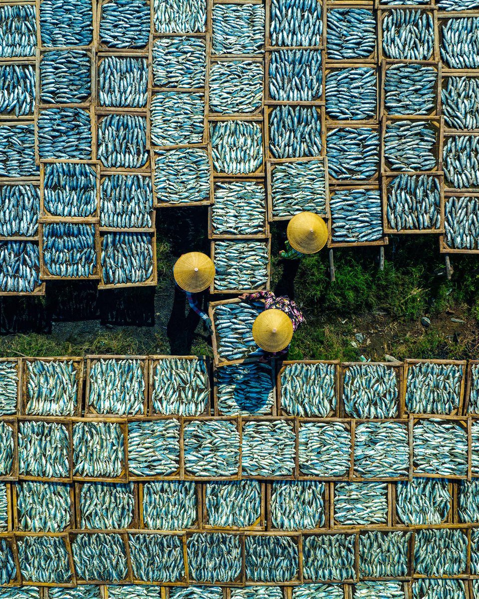 Drying fish by Khánh Phan