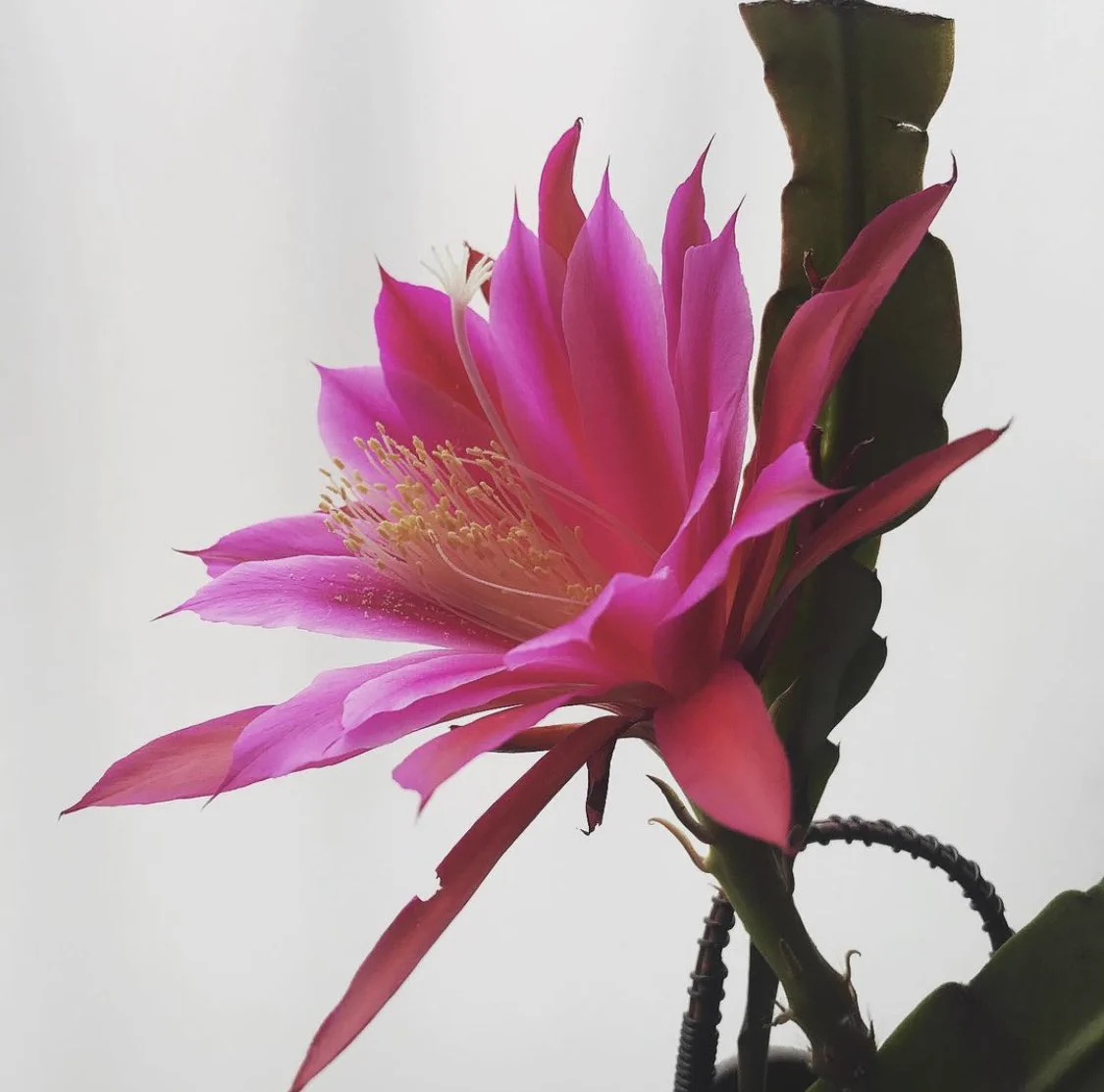 @s_i_s_i_n さぞかし高貴で素敵な香りかと✨
私はクジャクサボテンや月下美人が咲く時に同じ経験をしました。結構音が大きいですよね😳 