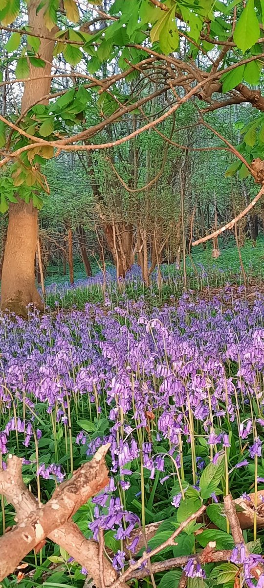 JC EARLY SUNRISES tweet media