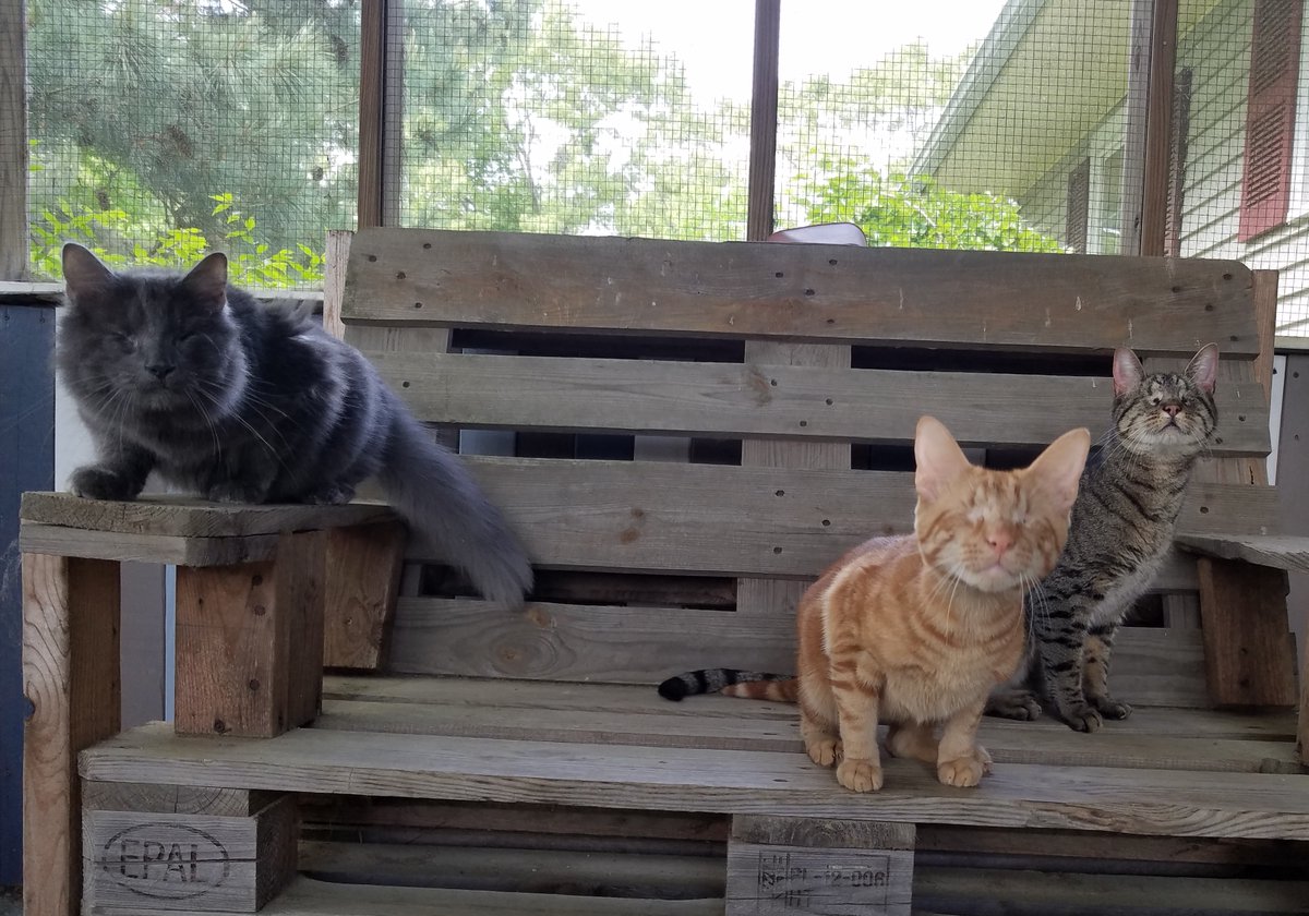 We are brave and strong. We are independent and smart. We deserve to be treated as equals. We deserve to be loved. Happy Specially-abled Pets Day from Zeke, Griffin, and Pebbles. ❤️ #CatsOfTwitter  #blindcats