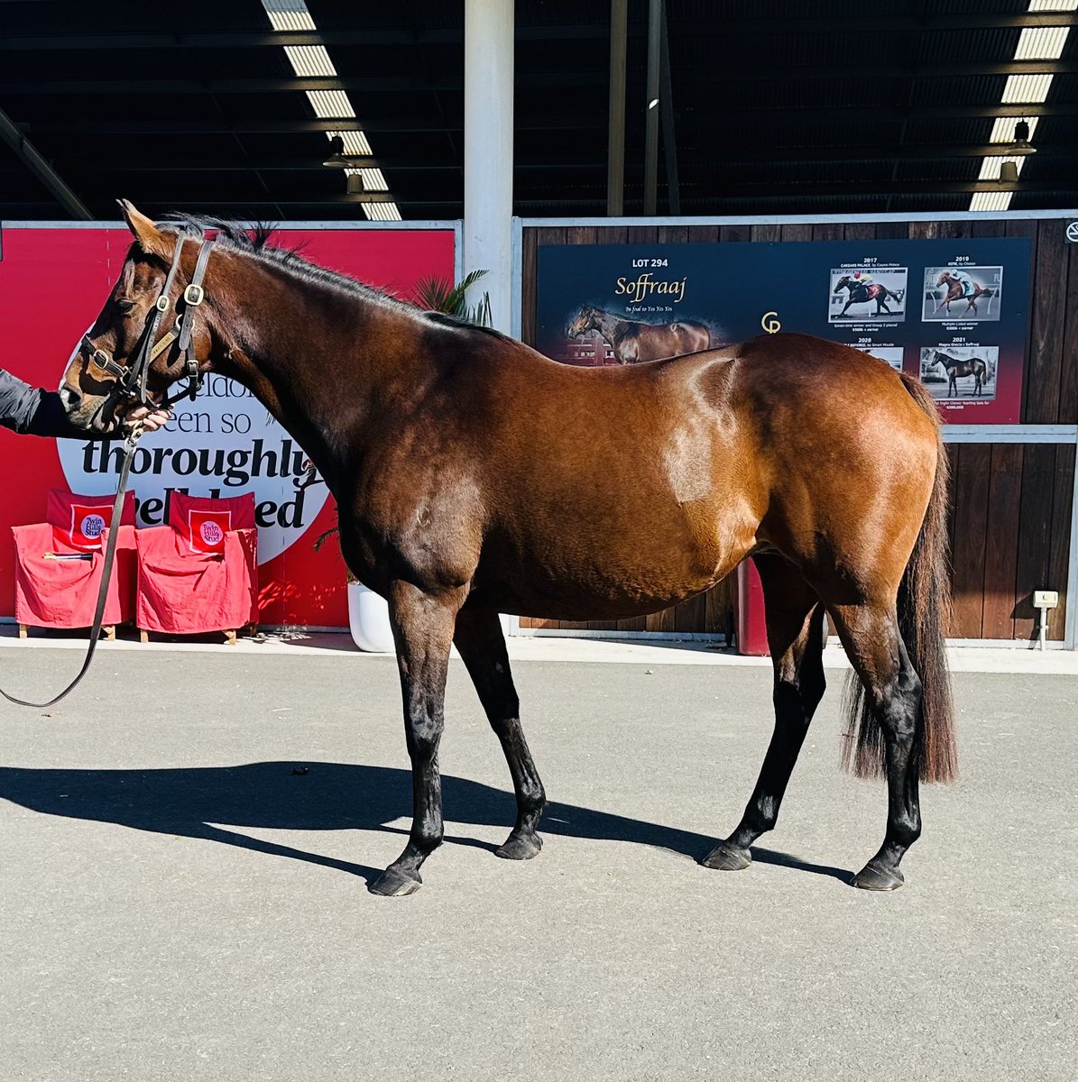 J_Crowley1's tweet photo. Soffraaj (the dam of KOTE &amp; CAESARS PALACE) goes through as lot 294 on Friday at the Inglis broodmare sale. I/F to @CoolmoreAus YES YES YES  https://t.co/Wc9WD6mDlk https://t.co/cdGQrEIrx7