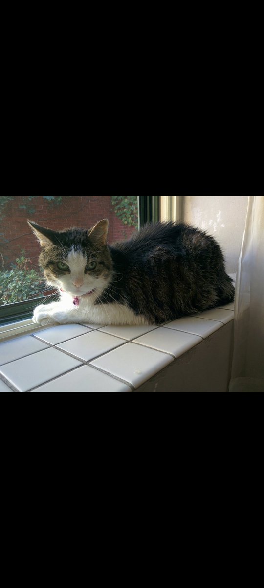 PJSM206's tweet photo. Happy #WhiskersWednesday to &amp; GB all! As we continue to navigate through our life issues, let's continue to show our 💖 &amp; tolerance to all species...be fair, &amp; kind! 247 weeks since my Antennae &amp; I went to Heaven #CatsOfTwitter  #PurrsForUkraine 🇺🇦 https://t.co/TDlMBFgqfN
