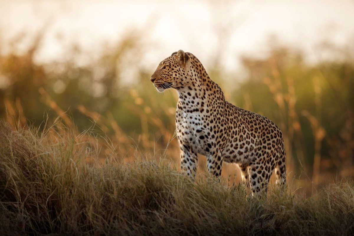 leopardtechlabs's tweet photo. #InternationalLeopardDay – May 3, 2023

Leopards are elusive and nocturnal animals whose size and colour depend on the habitat. They are great climbers and hide in trees, where they hide their prey to avoid competition. (1/4) https://t.co/qYRgVsdGOt