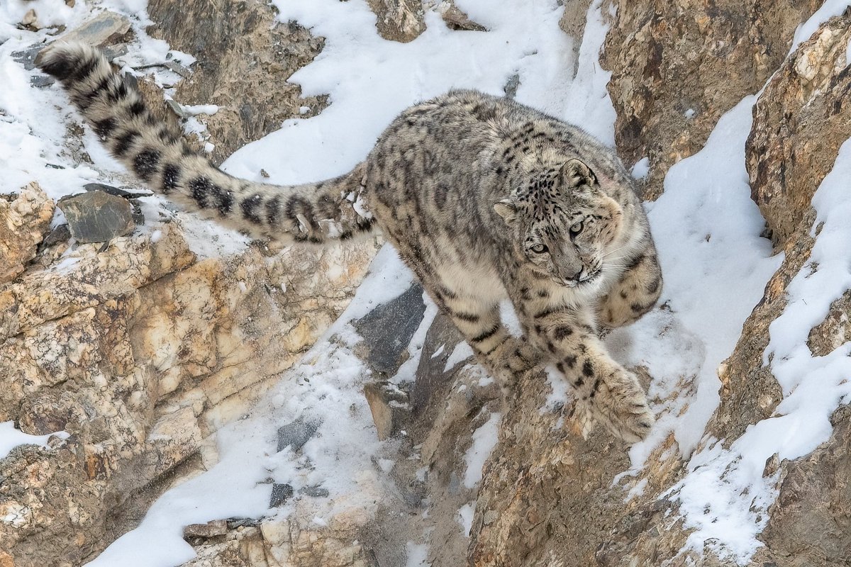 Look at that tail !

Snow Leopard in Khunjerab National Park 

#InternationalLeopardDay