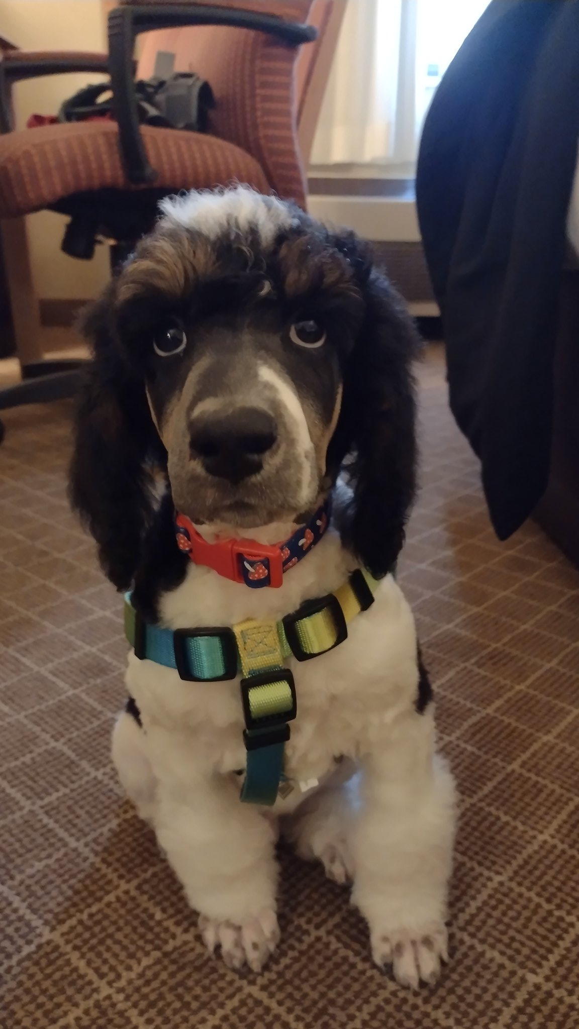 💘V A S H💘 FWA 🔜 on Twitter "Dogs grow too fast https//t.co