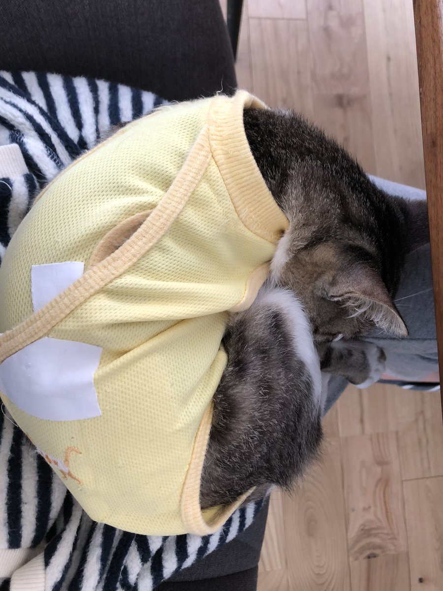 na_gi_co's tweet photo. 隙あらば膝の上に乗ってくる
降ろしても秒で乗ってくる
手術後甘え具合が増したよう https://t.co/XWfVKgoMGg