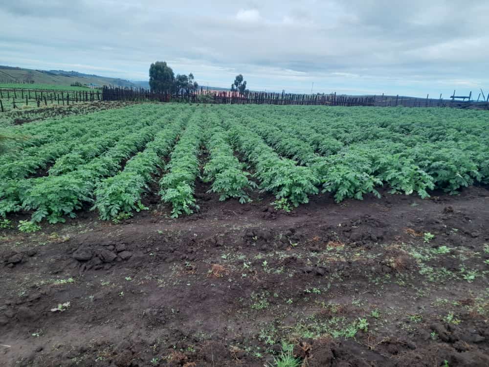 RiariAgriHub's tweet photo. By farmers For farmers.

 Like two peas in a pod, we cannot do without you. 
That is why, we appreciate the work you do in our timelines. 

Meet Edwin maskonte from Olchororo. He is enjoying the view of a beautiful potato crop.

Book your seeds today.
#CertifiedSeedPotatoes https://t.co/5nTmSn4qfv