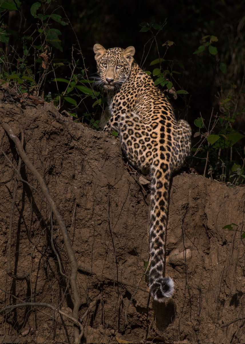 #InternationalLeopardDay Show me your Leopard images 🐆📸 #natgeoindia