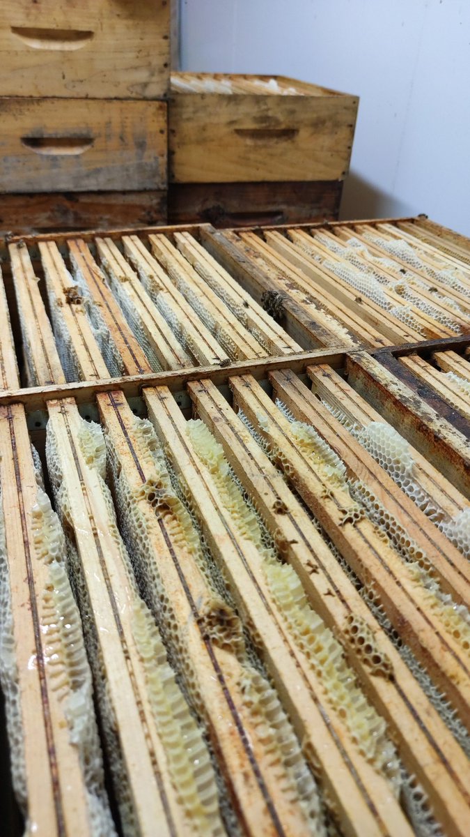 C'est parti pour l'extraction du miel de printemps 🍯