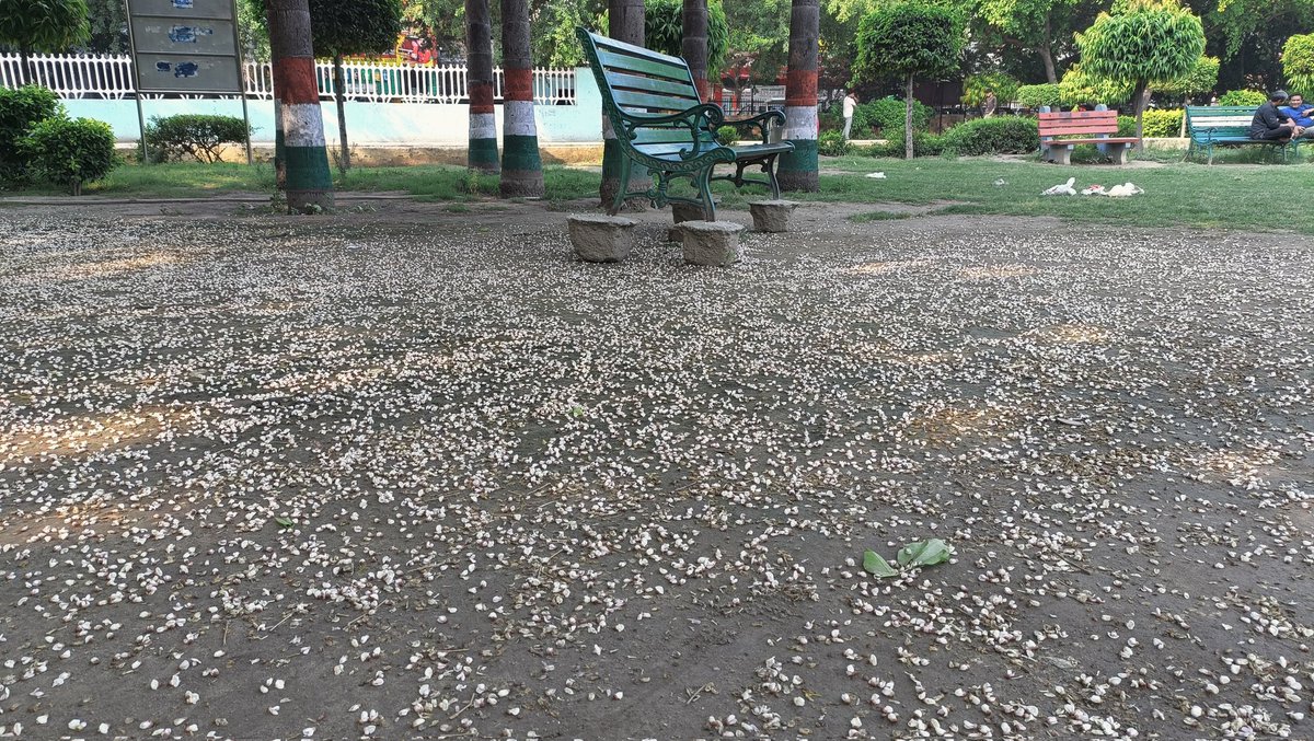 Tigervibhav's tweet photo. 'Taare Jameen Par', can you guess what is this?
@TreesDelhi @debadityo @sumitdookia @AishwaryaMahe @nehaa_sinha #trees #Indiantree https://t.co/cIZW6sa274