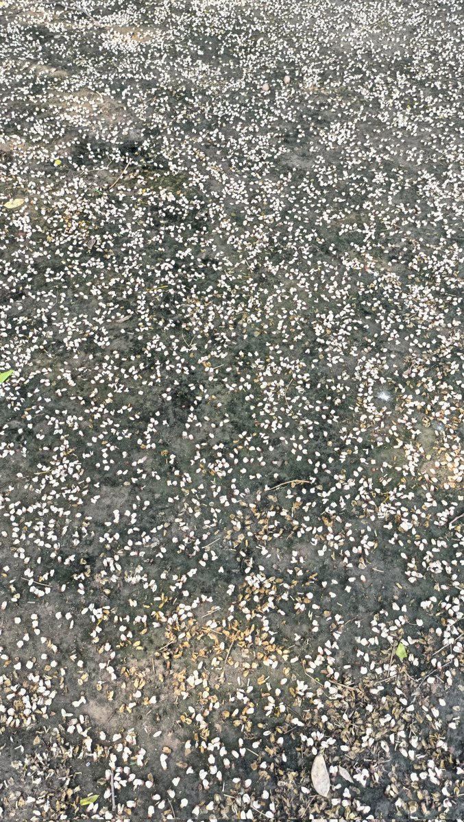Tigervibhav's tweet photo. 'Taare Jameen Par', can you guess what is this?
@TreesDelhi @debadityo @sumitdookia @AishwaryaMahe @nehaa_sinha #trees #Indiantree https://t.co/cIZW6sa274