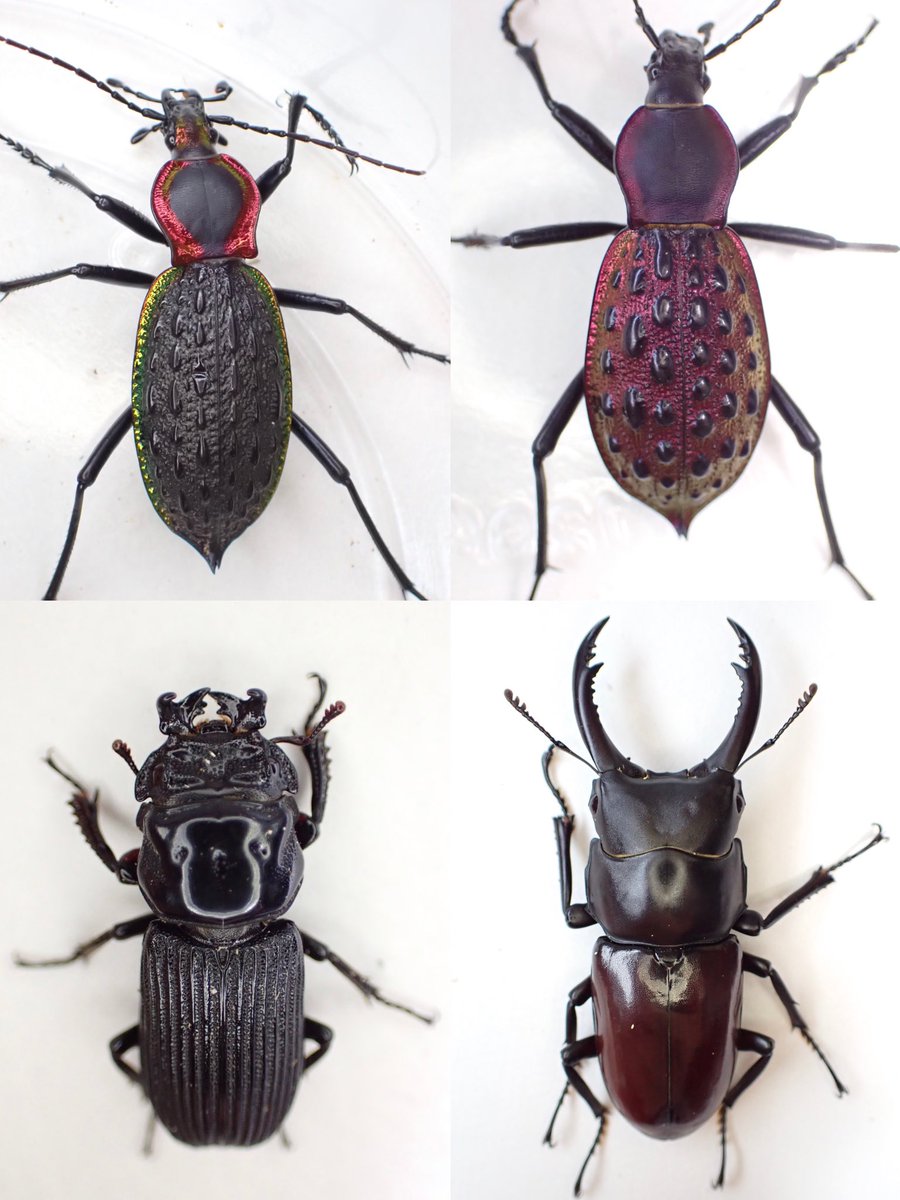 Beetles Universe (@beetlesuniverse) / Posts / X