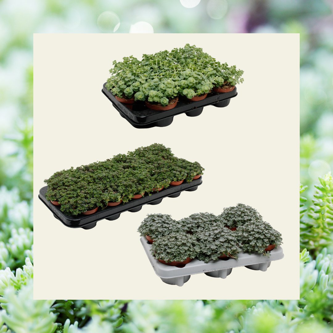 LockSucculents's tweet photo. Populair dit voorjaar zijn verschillende Sedum soorten. Zo hebben we de Sedum sieboldii, de Sedum spathufilium purpureum en purpureum green. Favorieten! 🤩 En daarom hebben we, naast alle soorten los, een nieuwe mix in potmaat 15. Wij zijn fan! 🪴

#sedum #sedumsieboldii https://t.co/4vTA6cUS1V