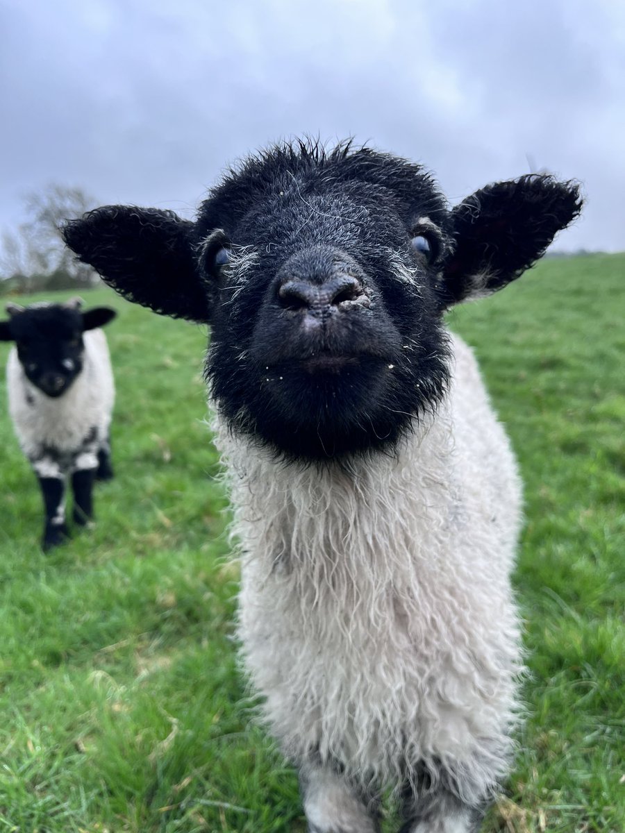 Good morning ❤️

#arnbegfarmstayscotland #lambing2023