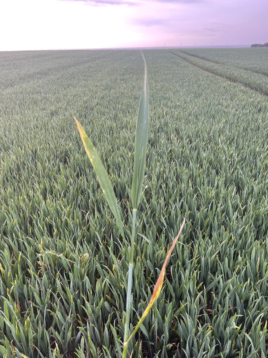 George Blackburn tweet media