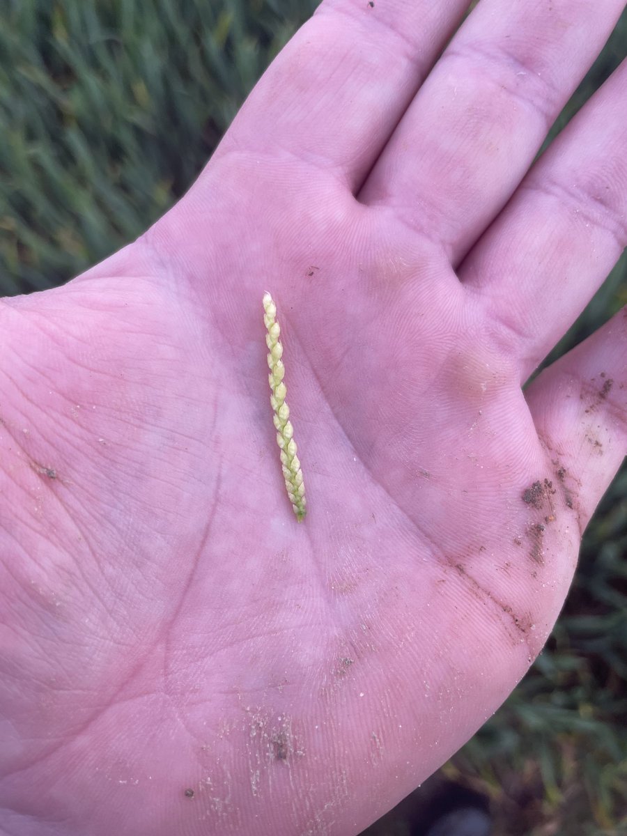 George Blackburn tweet media