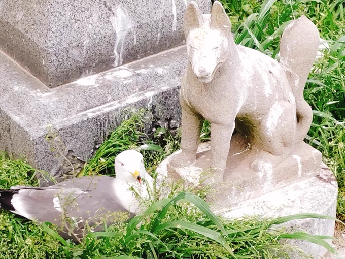 ねこ