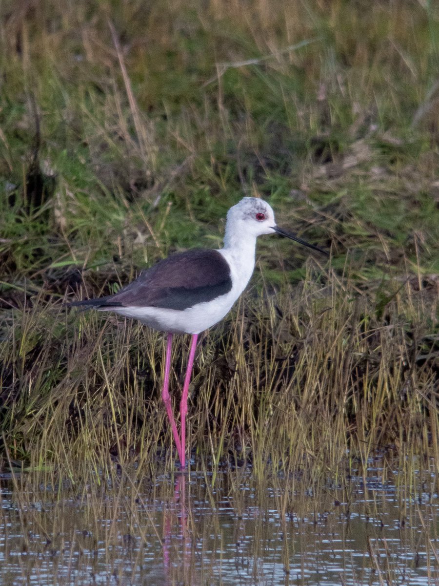 A great record of a Black Winged Stilt yday at Slains pool near Newburgh NE Scotland ! #digiscoping #kowascoping #rarebirdalert #birdguides #kowasportingoptics #benrouk #lumixuk @RareBirdAlertUK @BirdGuides @KowaOptics @Benro_UK @LumixUK