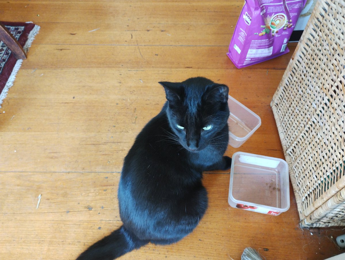 We are sadly having to find a new home for our two lovely one year old cats ( brothers) Tashi and Maggie due to a major house move. looking for a loving relocation in Melbourne. X please dm me if you can help! X