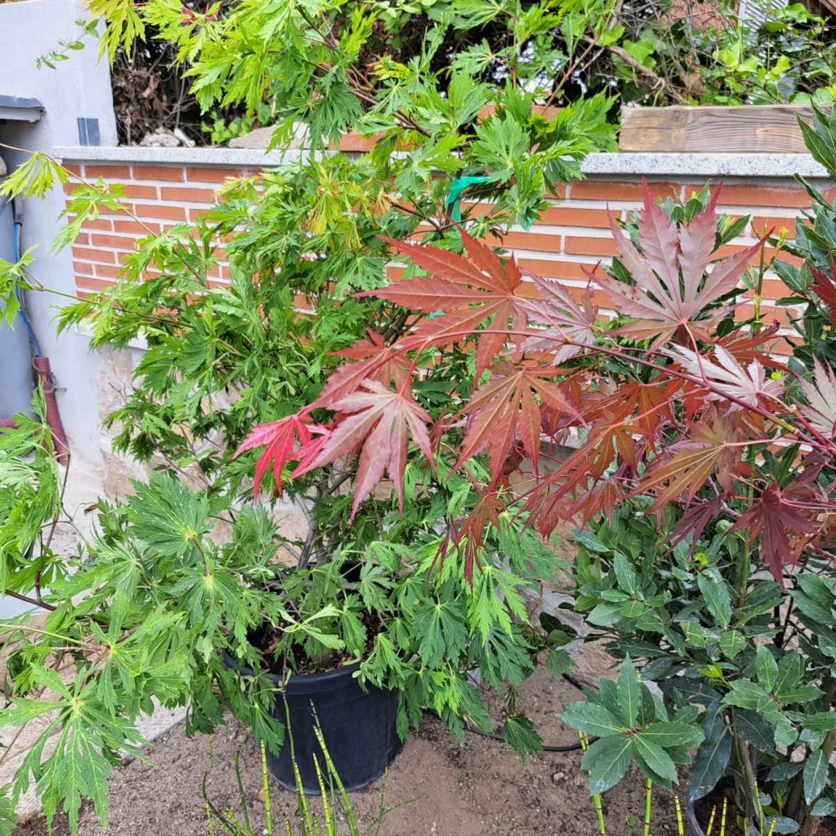 UNIQUEESTUDIO's tweet photo. Replanteo en obra. 🌼🌱🌳Estamos deseando enseñaros como quedará este jardín...
.
#uniquepaisajismo #paisajismo #paisajismomadrid #paisajista #paisajistamadrid #jardin #plantas #jardinesmadrid #garden #gardendesign #gardendesigner #madrid #boadilladelmonte #majadahonda #pozuelo https://t.co/QIFOrS5Mk0