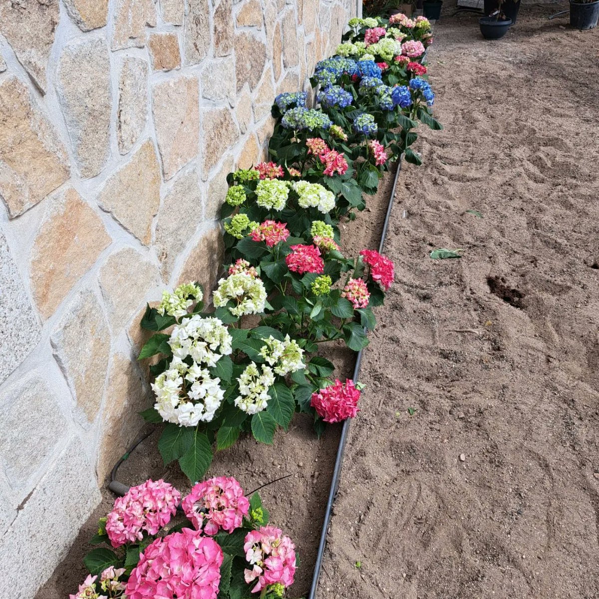 UNIQUEESTUDIO's tweet photo. Replanteo en obra. 🌼🌱🌳Estamos deseando enseñaros como quedará este jardín...
.
#uniquepaisajismo #paisajismo #paisajismomadrid #paisajista #paisajistamadrid #jardin #plantas #jardinesmadrid #garden #gardendesign #gardendesigner #madrid #boadilladelmonte #majadahonda #pozuelo https://t.co/QIFOrS5Mk0