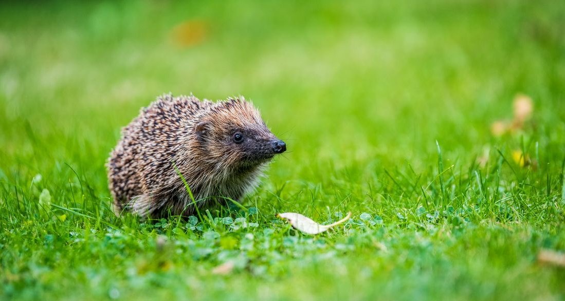 BardCumberland's tweet image. #HedgehogAwarenessWeek 

in my native Ayrshire #dialect, 'hurchin' is hedgehog 

"wee, rumble-gairie hurchin of mine" ~ Robert Burns

Ayrshire #folklore : my late grandfather said #hedgehogs took milk from his dairy cows' teats at night

#hedgehogweek #ayrshire
📷 Andrew Thomas