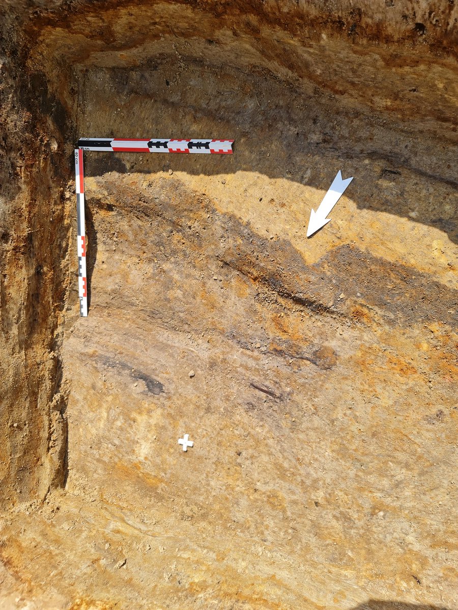 gunthera_mws's tweet image. But we've just returned to Spycimierz in April this year with new excavations to get some wood samples for more precise radiocarbon or maybe dendrochronological dating. We've already found wooden structures from the ramparts. Still work in progress.